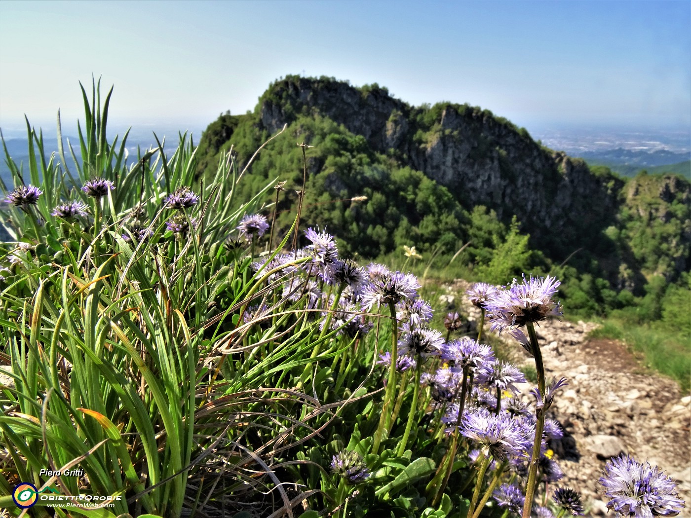 50 Globularia cardifolia (Vedovella celeste) con vista in Filaressa.JPG